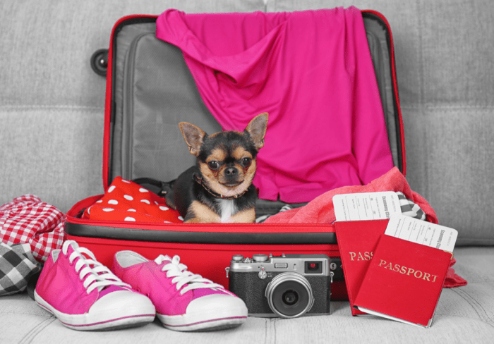 Traveling with pets internationally