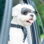 Tips for pet-friendly road trips