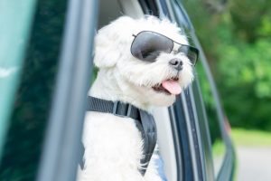 Tips for pet-friendly road trips